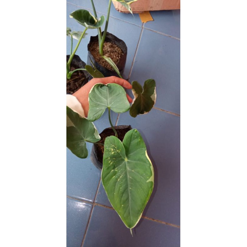 Keladi tikus varigata