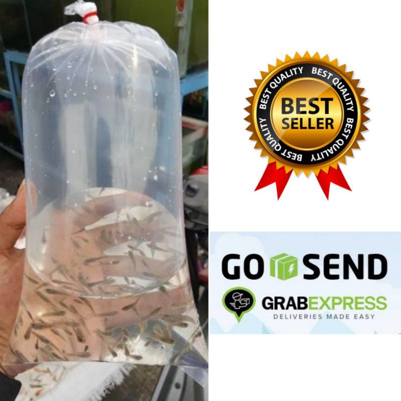 Ikan Cere Hidup Pakan Ikan Predator Oscar Pbass Arwana Aligator Bersih