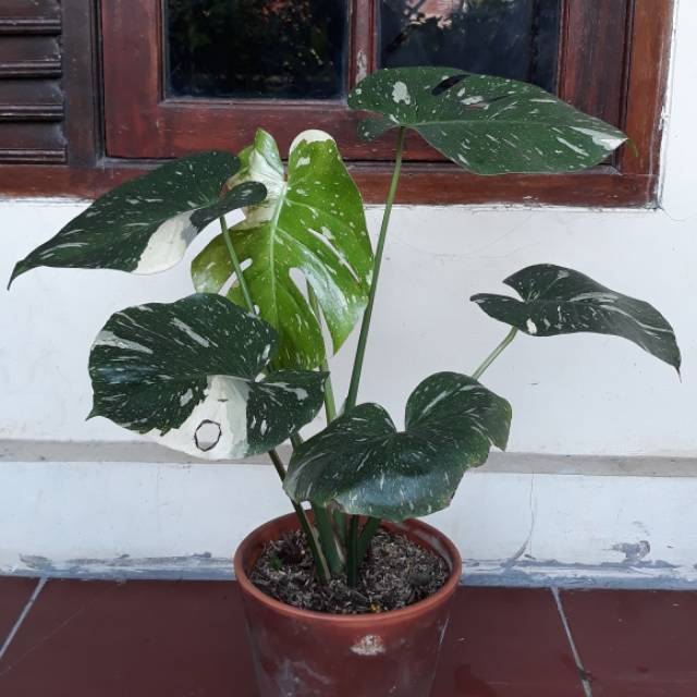 Monstera Variegata Monstera Thai Constellation Monvar Philodendron Monstera Varigata Shopee Indonesia