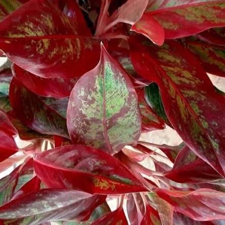 tanaman hias aglonema lipstik rumpun 6 besar dp