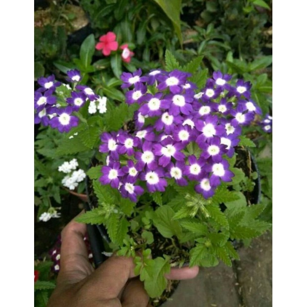 bunga verbena