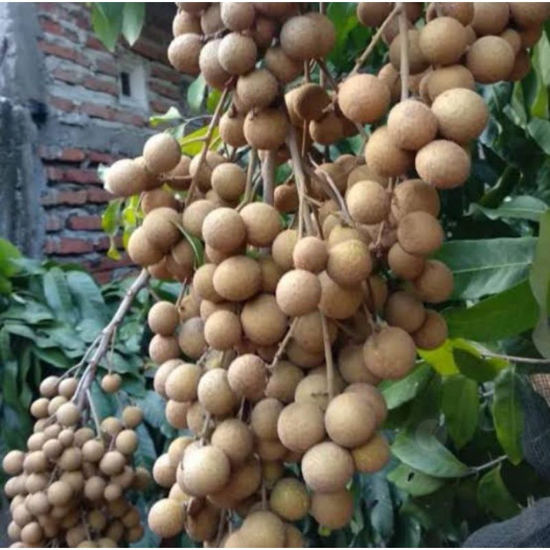 Buah Kelengkeng Manis Fresh 250 Gram