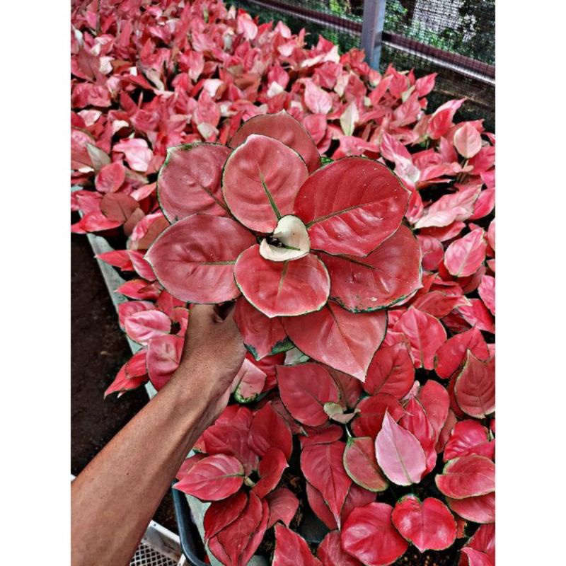 TANAMAN HIAS AGLONEMA SUKSOM JAIPONG//AGLONEMA SUKSOM JAIPONG