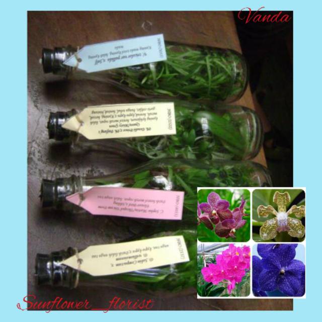 Bibit Anggrek Vanda Botol Siap Aklim