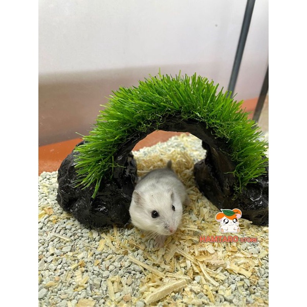 Dekorasi Terarium Kandang Hamster Hiasan Aquarium Model Cave