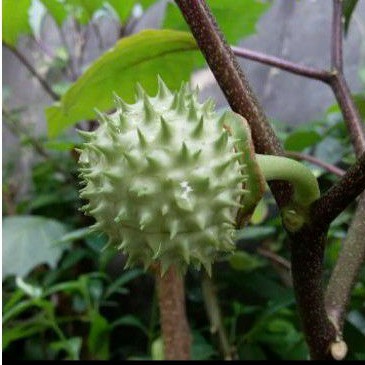 

Buah Kecubung Wulung Fresh Basah / Pakan Burung