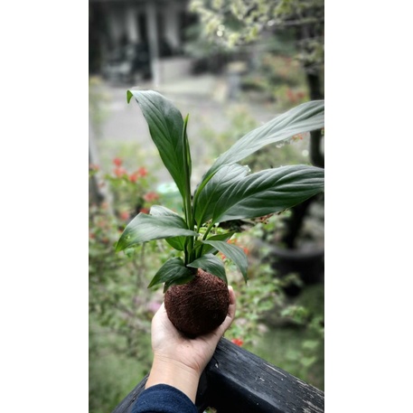 Mini Kokedama / Tanaman hias / Tanaman indoor