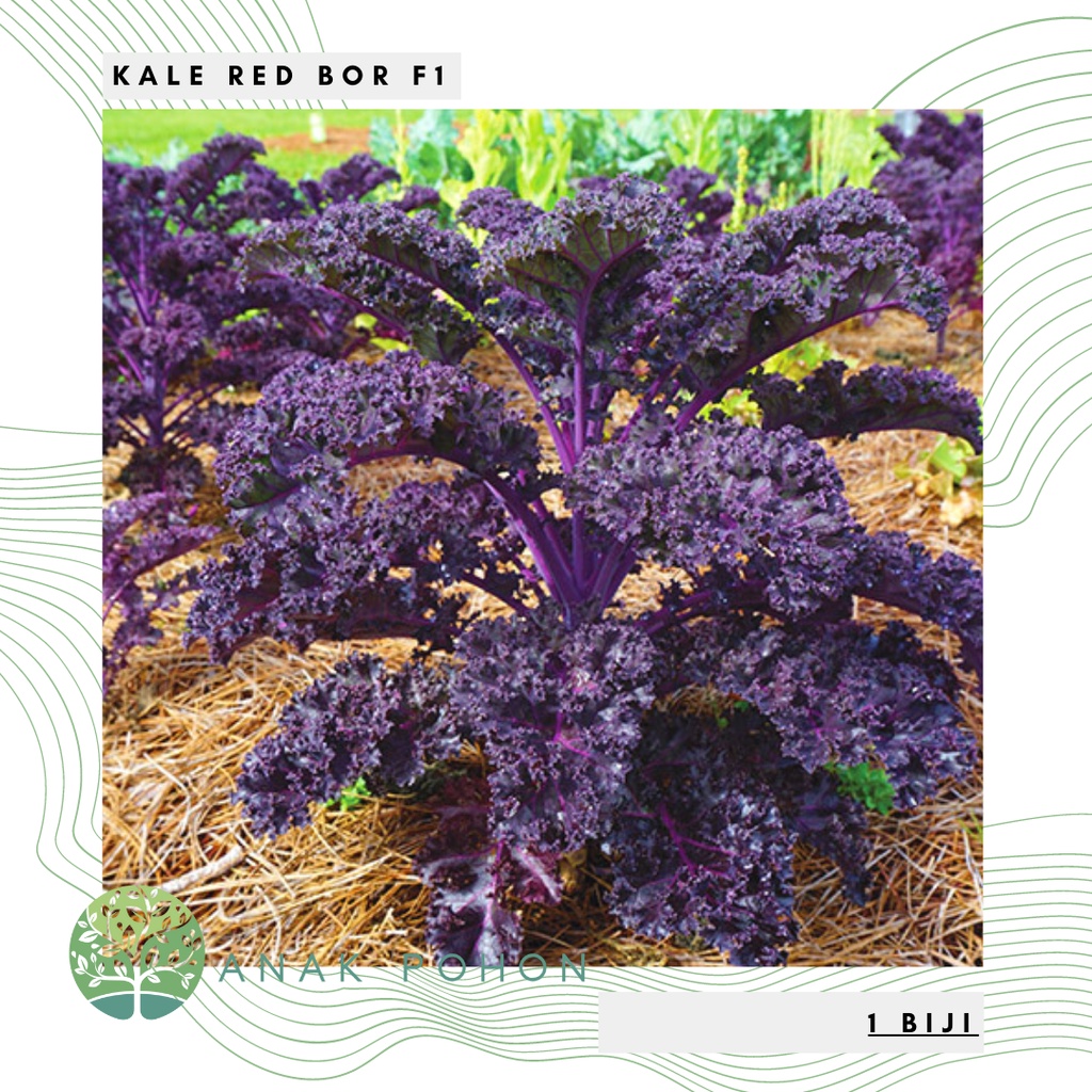 Benih Bibit Biji - Kale Redbor F1 Curly Purple Kale Ungu Hibrida Seeds - IMPORT