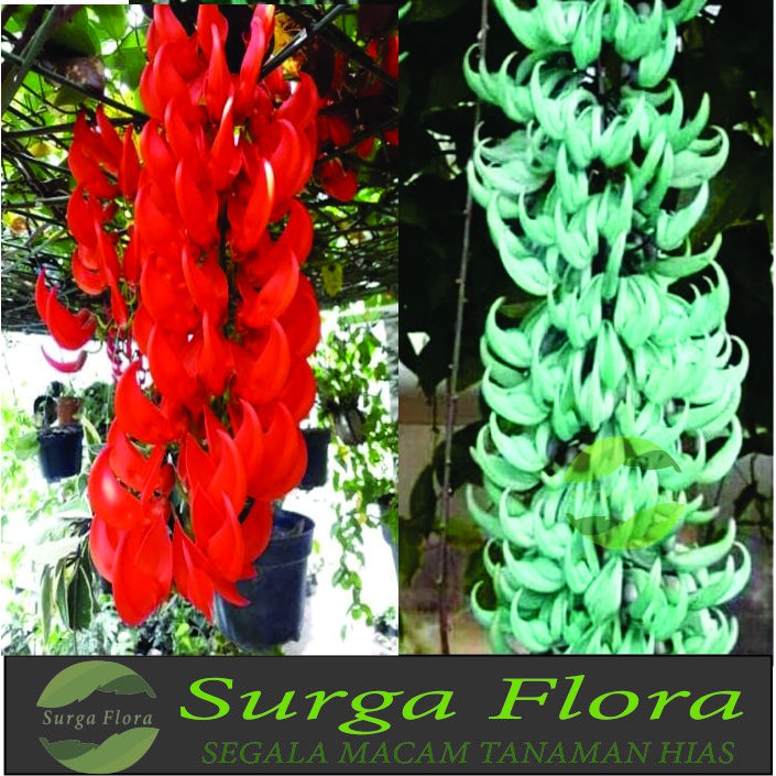 Tanaman Hias Bunga Flame Of Irian - Bibit Irian Flame