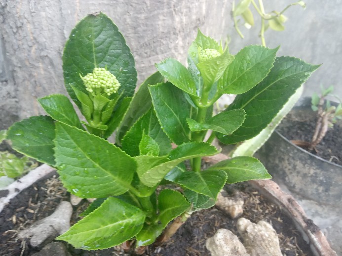 Tanaman Hias Bunga Hortensia