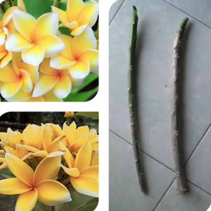 pohon kamboja bali bunga kuning - bibit stek batang pohon kamboja bali