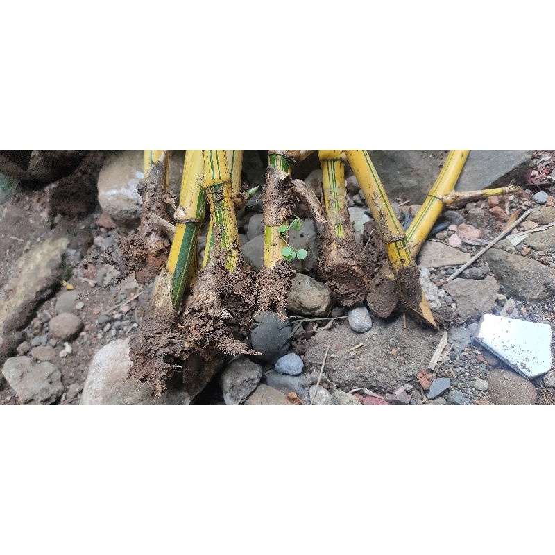 BIBIT BAMBU AMPEL KUNING / BAMBU SERBA GUNA