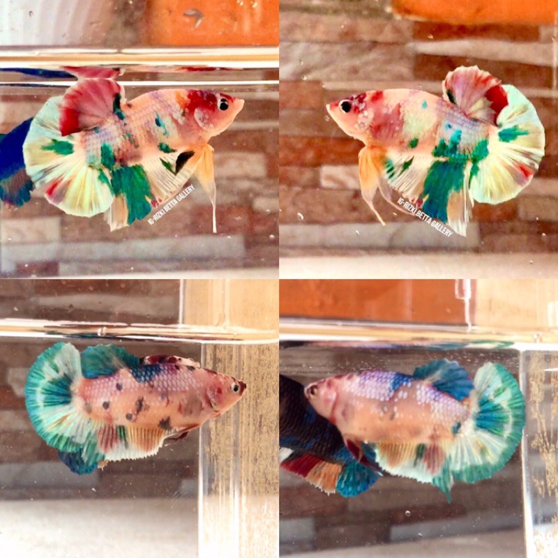 Hobbi- 1 Pasang Nemo Candy Gold multy Colours