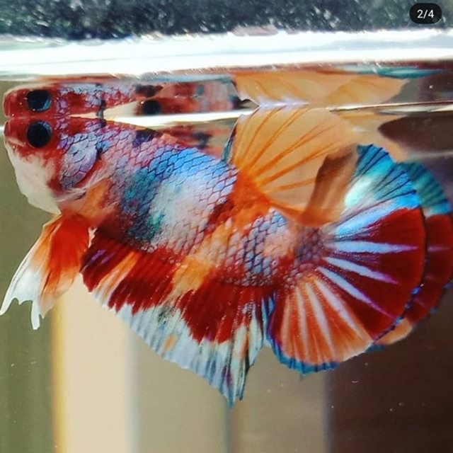 Cupang Candy Multicolor