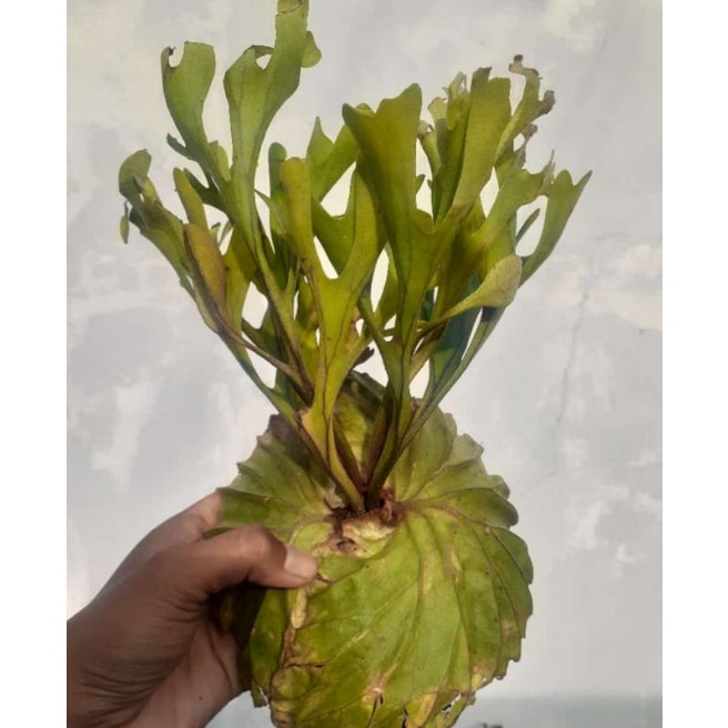 Tanaman Hias Tanduk Rusa/ Platycerium Ridleyi