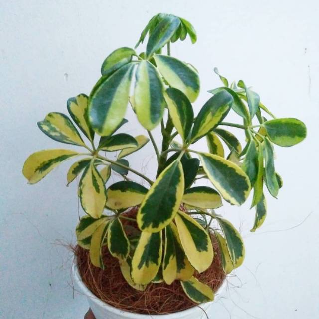 Umbrella tree variegata | Walisongo variegata | Tanaman hias Walisongo variegata