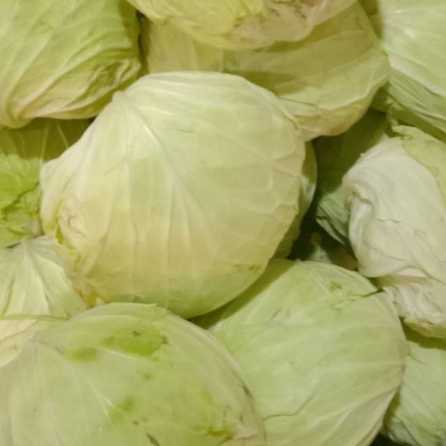 

[Bandar Sayur Jakarta] Sayur kol/kubis 1pc