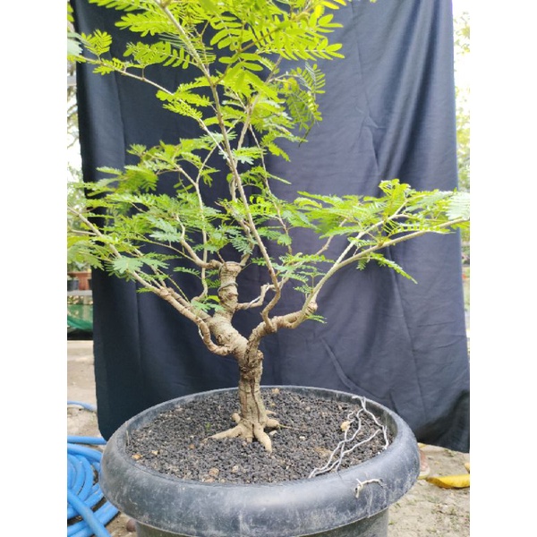 bonsai kaliandra programan