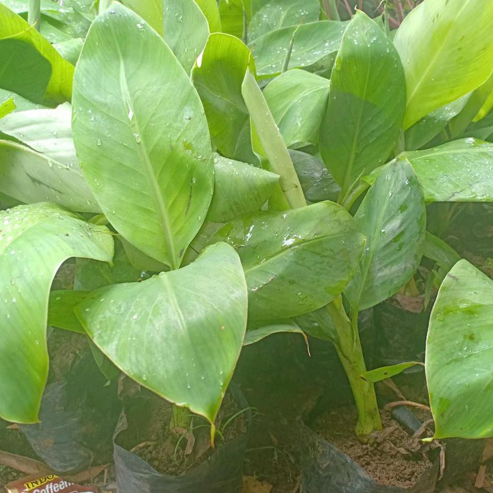 Bibit Tanaman Bibit Tanaman Pisang Barangan-Pohon Buah Pisang Barangan Dm+ ~@@~