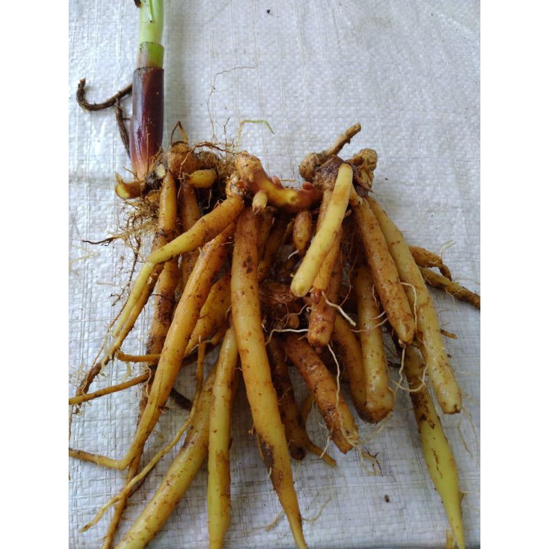 

TEMU KUNCI ,TEMU , TEMU SAYUR , REMPAH