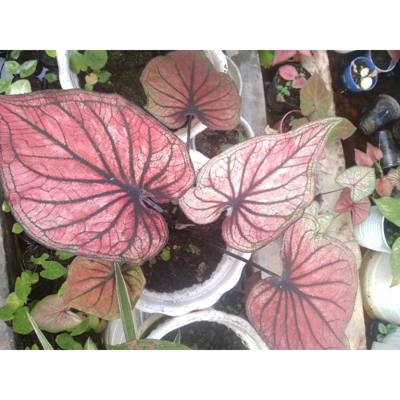 Caladium/Keladi H-33