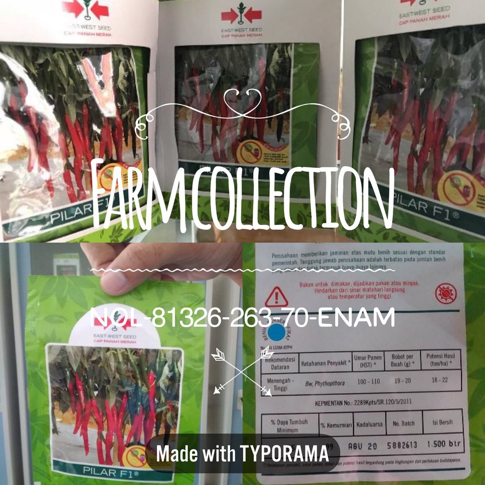 PILAR F1 1500 biji Cabai Cabe Besar Merah cap Panah Merah
