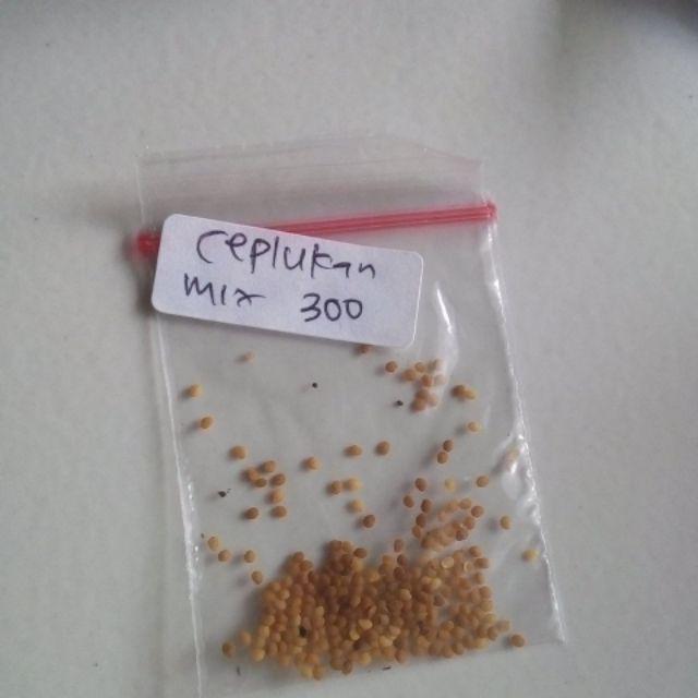 Paket Hemat Bibit Benih Biji Tanaman Ceplukan Ciplukan 300butir Gratis Polybag
