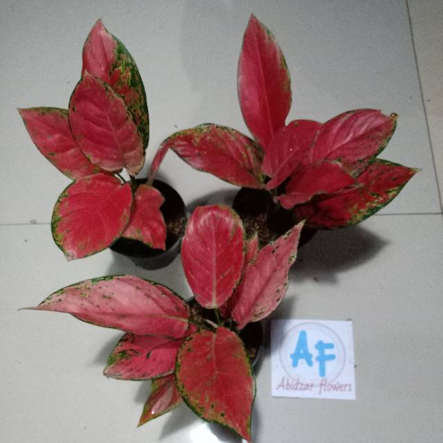 Aglaonema Red Venus