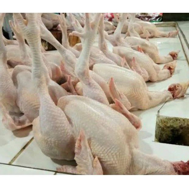 

Daging ayam broiler kakas - daging ayam potong - daging ayam segar
