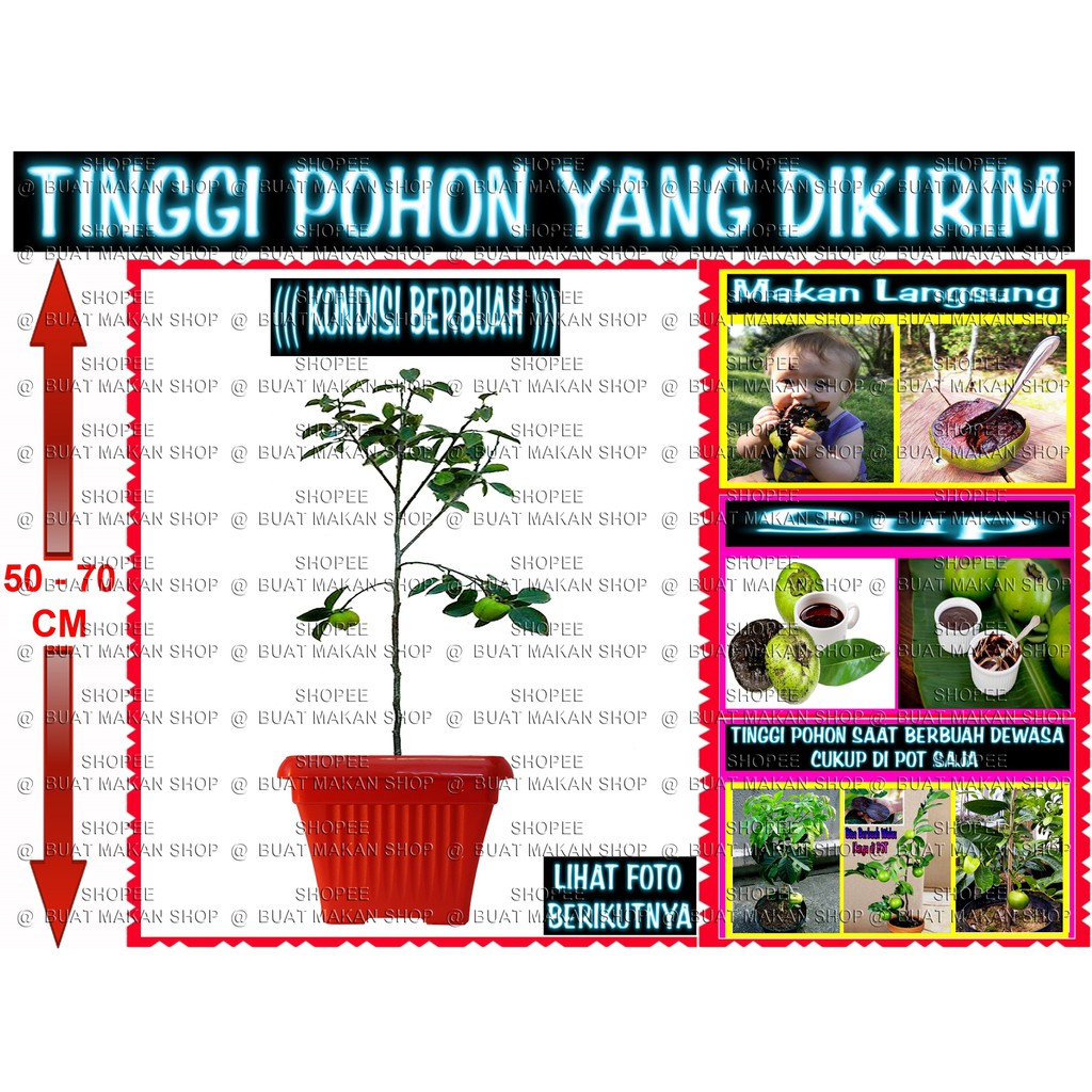 

PERSIMON JUMBO BERBUAH