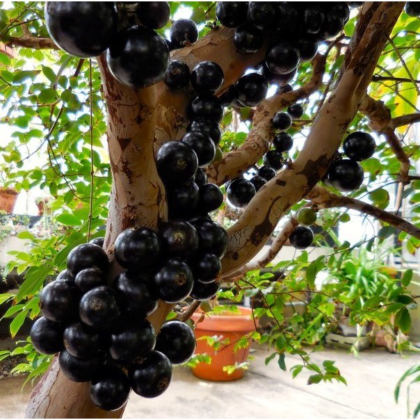 Anggur Brazil Preco Ukuran Besar - Bibit Buah Anggur Pohon Preco - Bibit Tanaman - Bibit anggur