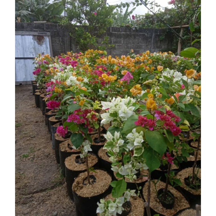 BOUGENVILLE KUNING HAWAI PINK PUTIH PINK 4 WARNA SUDAH BERBUNGA