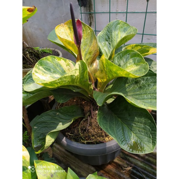 Jemani Mangkok Tornado