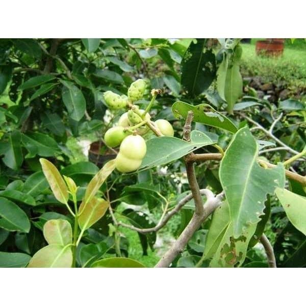 Bibit juwet putih pohon jamblang duwet
