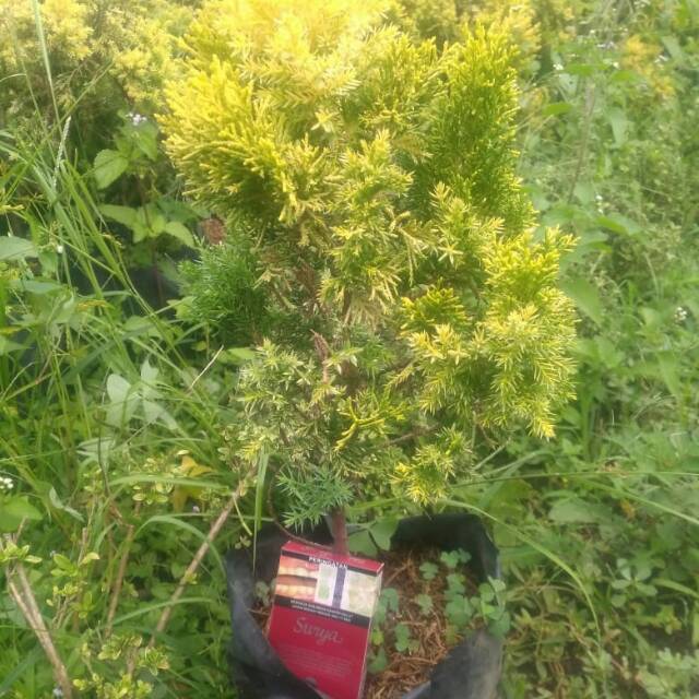 golden sinensis tree /cemara emas