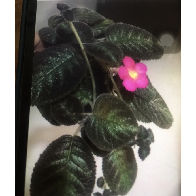 Episcia pink panther bunga pink