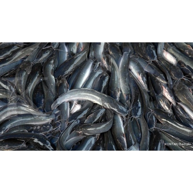 IKAN LELE SEGAR FRESH 500GRAM