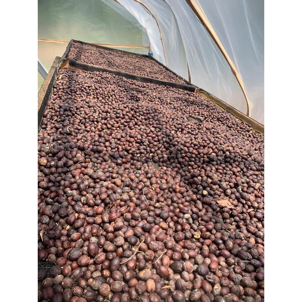 

Kopi Robusta Bengkulu 100% petik merah
