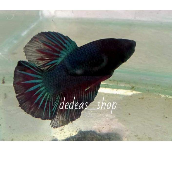 ★Promo★ Cupang Giant Kombinasi Male Line Giant Nemo ✻