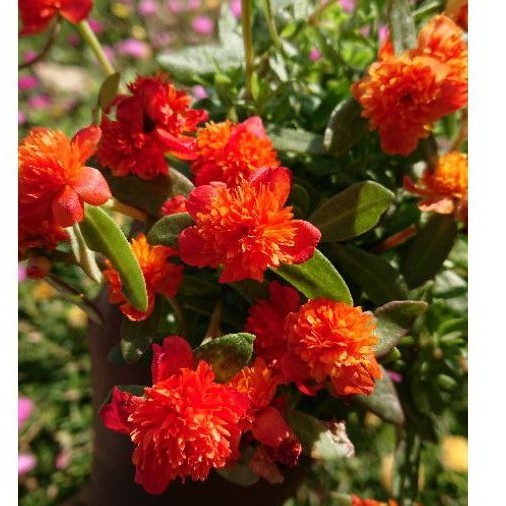 BUNGA. HIAS.KROKOT.JAMBUL.ORANGE/STEK.BATANG