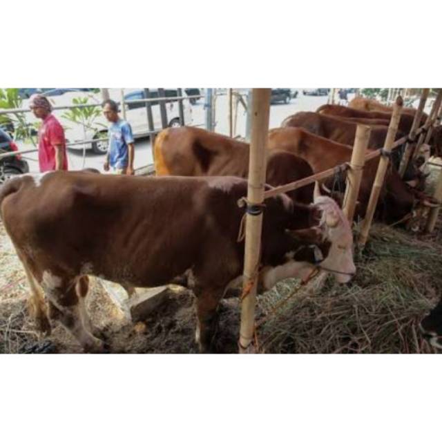 Kurban SAPI peternak sapi bima sapi bali sapi simpo sapi limpo qurban idul adha