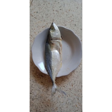 

Ikan Peda Putih dan Ikan Peda Merah