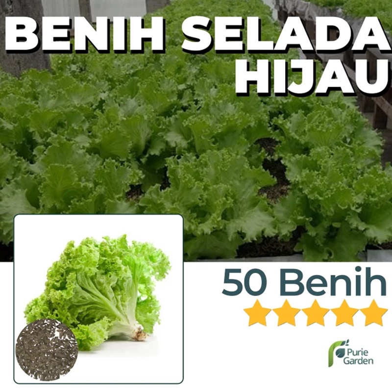 Benih Bibit Selada Hijau 50 Benih Dua Ribuan PG SBY