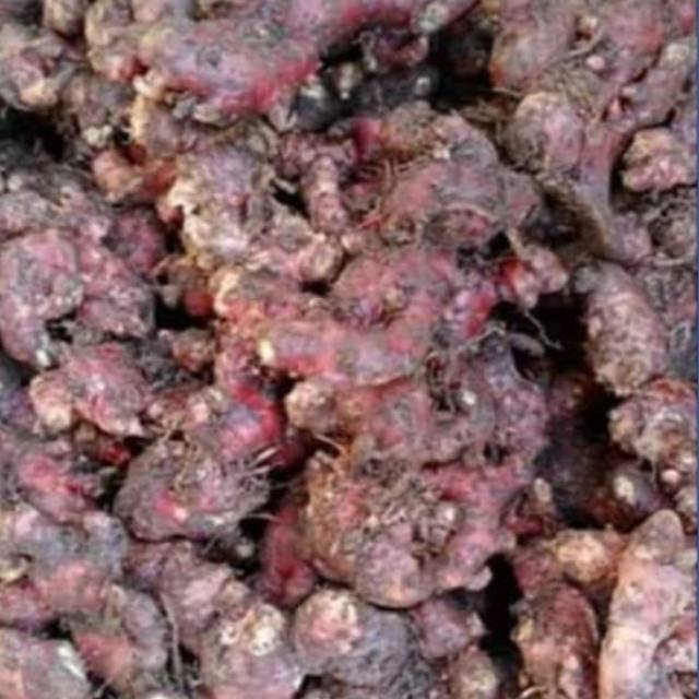 

Jahe merah segar 1kg