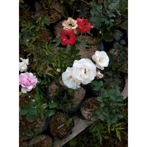 Paket Random Tanaman Bunga Mawar Baby Rose Isi 10 pohon