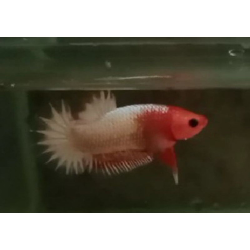 cupang Fccp Line Vietnam ori