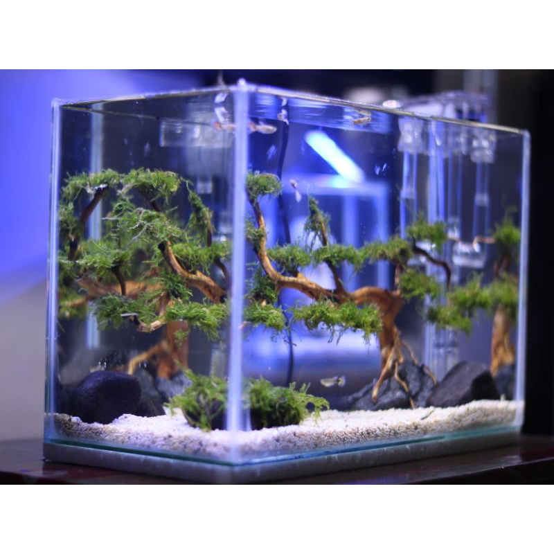 LAMPU LED HPL 12 WATT UNTUK AQUASCAPE / AQUARIUM