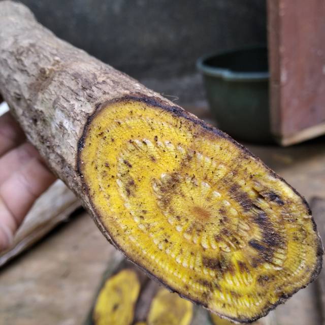 Obat langka Akar kayu kuning akar kuning bajakah 1kg