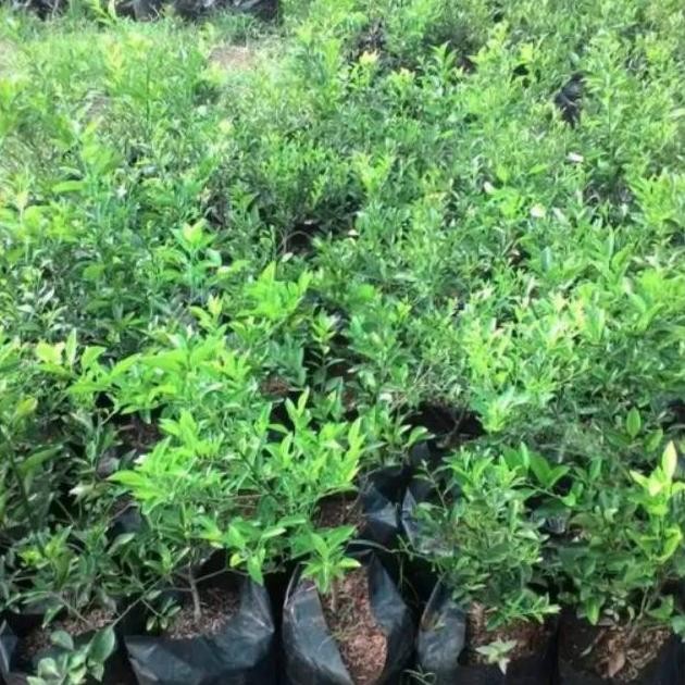KWALITAS SUPEERR Bibit tanaman buah jeruk dekopon super jumbo TERMURAH BANGET