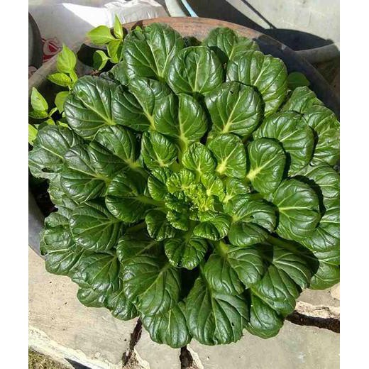 50 Benih Bibit Sawi Pagoda F1 Ta Ke Cai Sayuran Known You Seed Tatsoi - Bibit Tanaman Sayur Seribuan